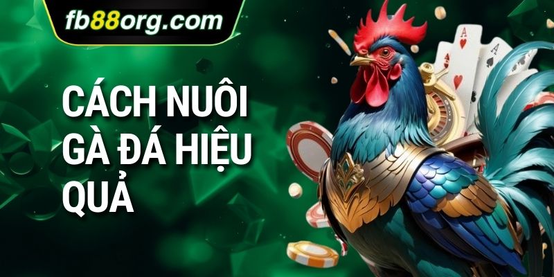 cách nuôi gà đá hiệu quả