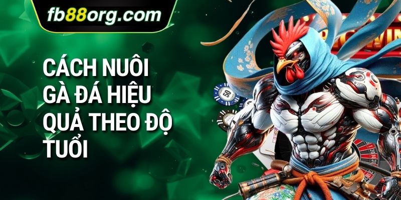 Cách nuôi gà đá hiệu quả theo độ tuổi 