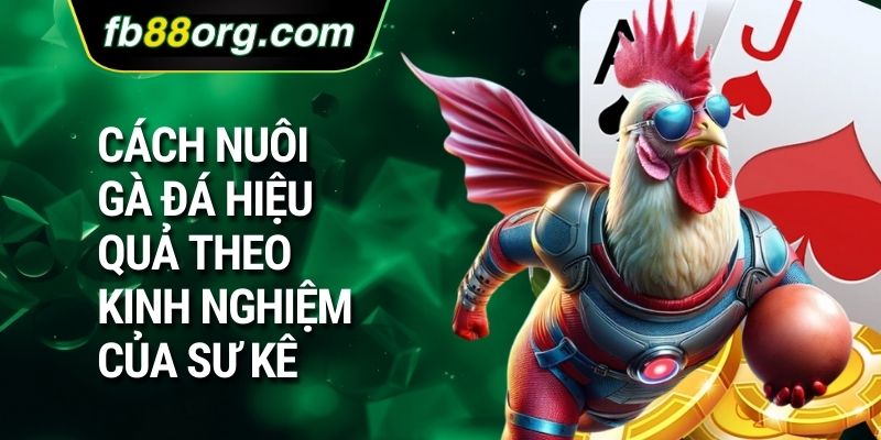 Cách nuôi gà đá hiệu quả theo kinh nghiệm của sư kê