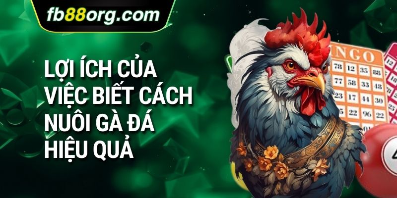 Lợi ích của việc biết cách nuôi gà đá Hiệu Quả